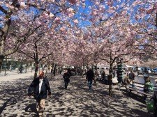 Möt våren i vår vackra huvudstad